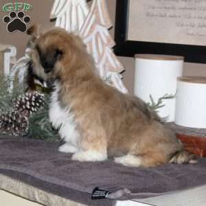 Josie, Lhasa Apso Puppy